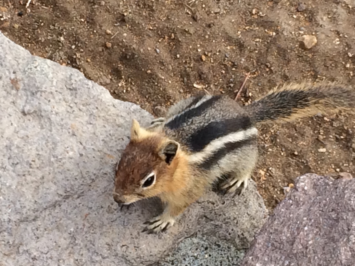 crater-lake-chipmunk.jpg