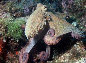 octopus-vulgaris.jpg