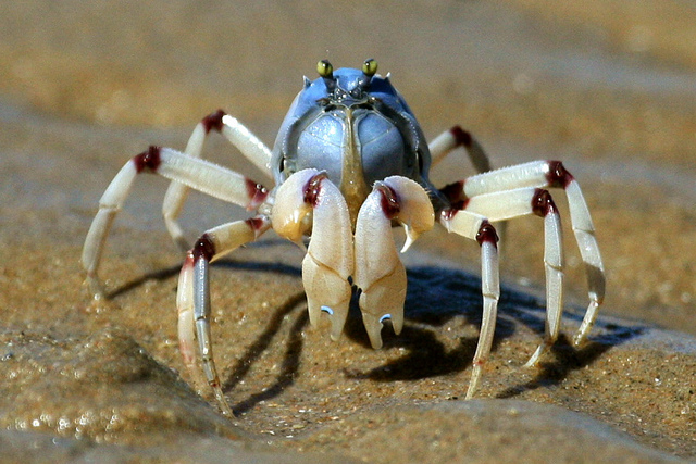 soldier-crab.jpg