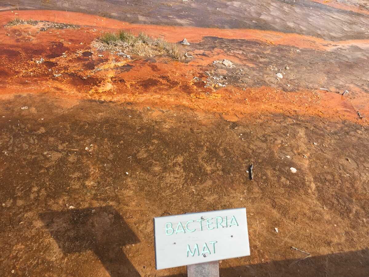 yellowstone-bacteria-mat.jpg