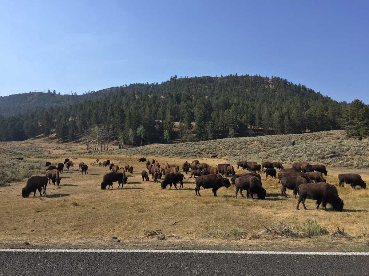 yellowstone-bison-herd.jpg