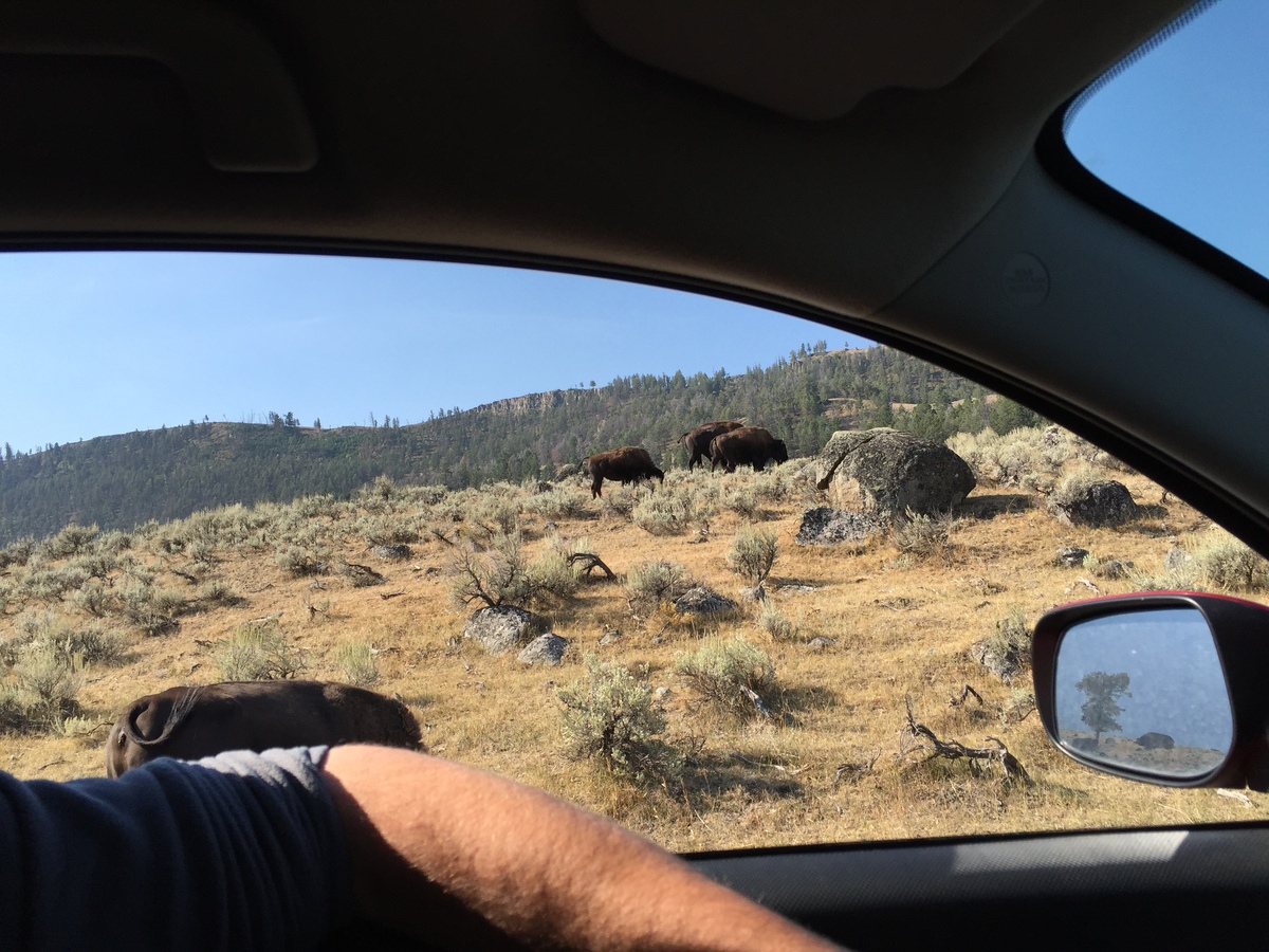 yellowstone-bison-window.jpg