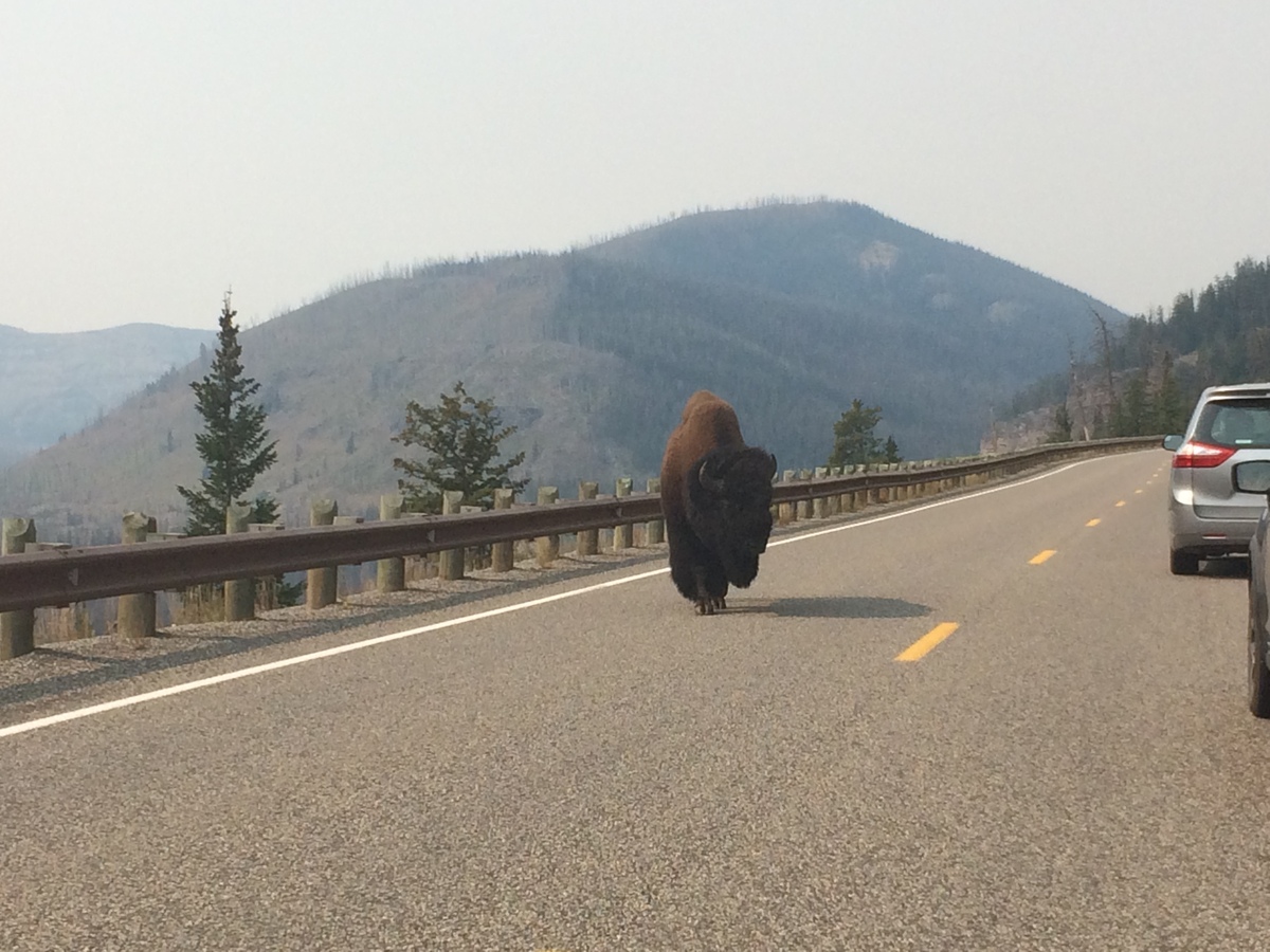 yellowstone-road-bison.jpg